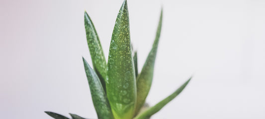 Natural Beauty: Aloe